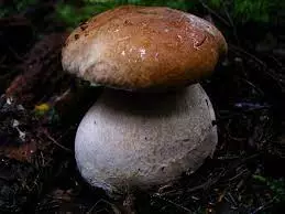 funghi