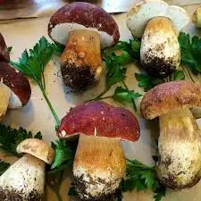 funghi