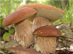 Consulenza gratuita per la popolazione in merito al riconoscimento dei funghi